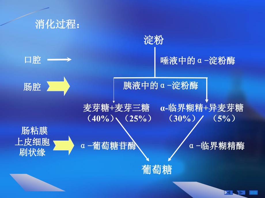 生物化学第九章糖的消化与吸收PPT课件_第2页