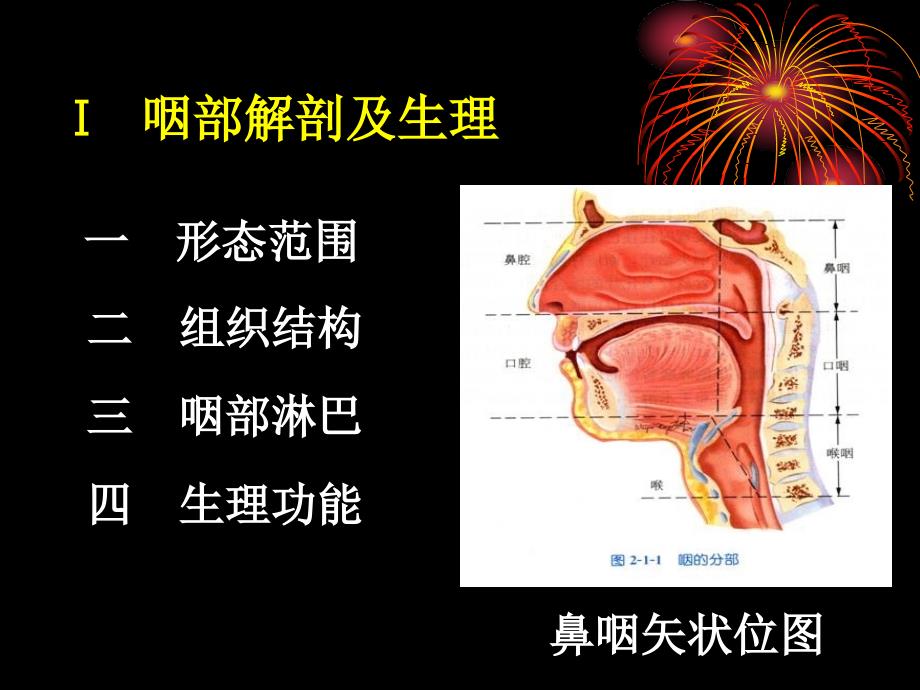 五官类医学课件：咽喉气管食管解剖_第2页