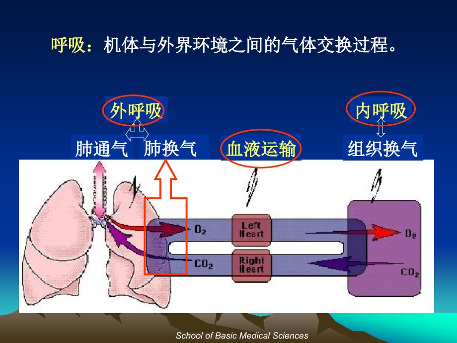 生理学：Chapter 5 Respiration_第2页