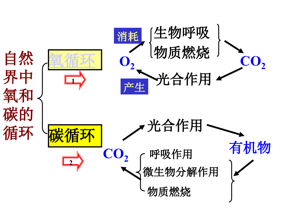 [六年级英语]自然界中氧和碳的循环_第4页