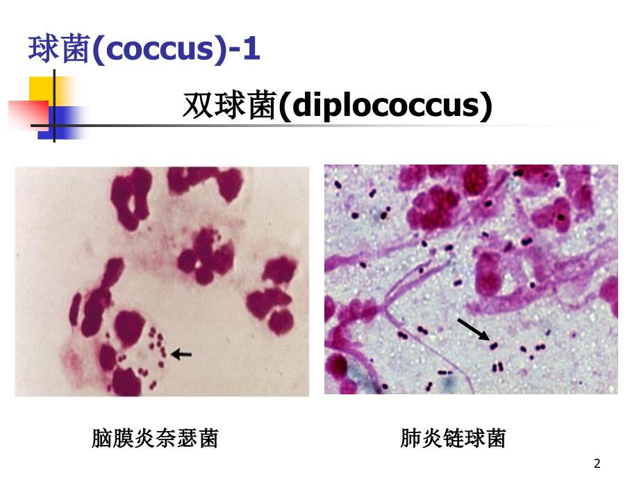 细菌生物学性状_第2页