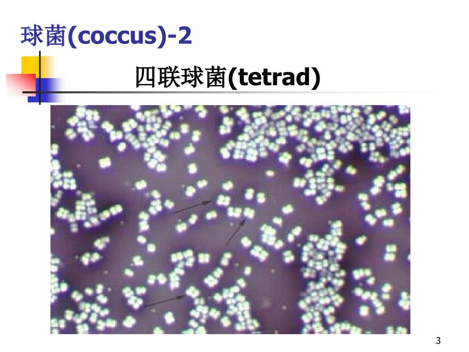 细菌生物学性状_第3页