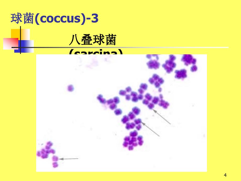 细菌生物学性状_第4页