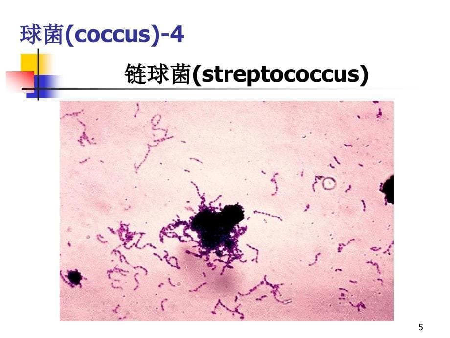 细菌生物学性状_第5页