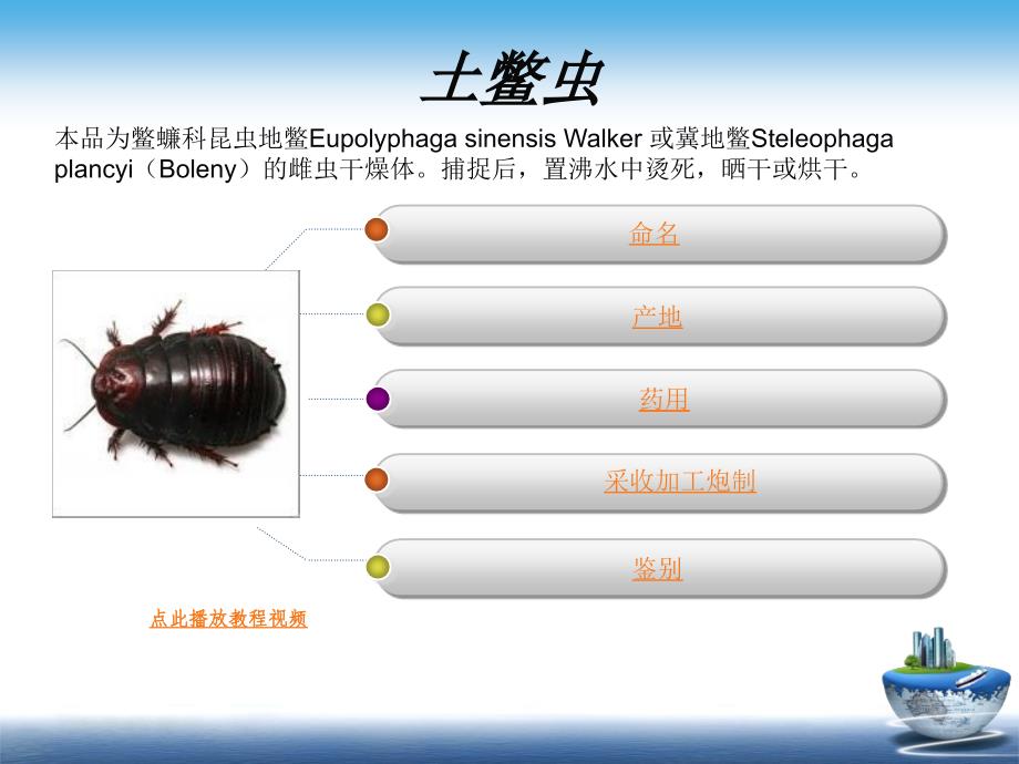 土鳖虫的养殖和加工技术演示资料_第3页