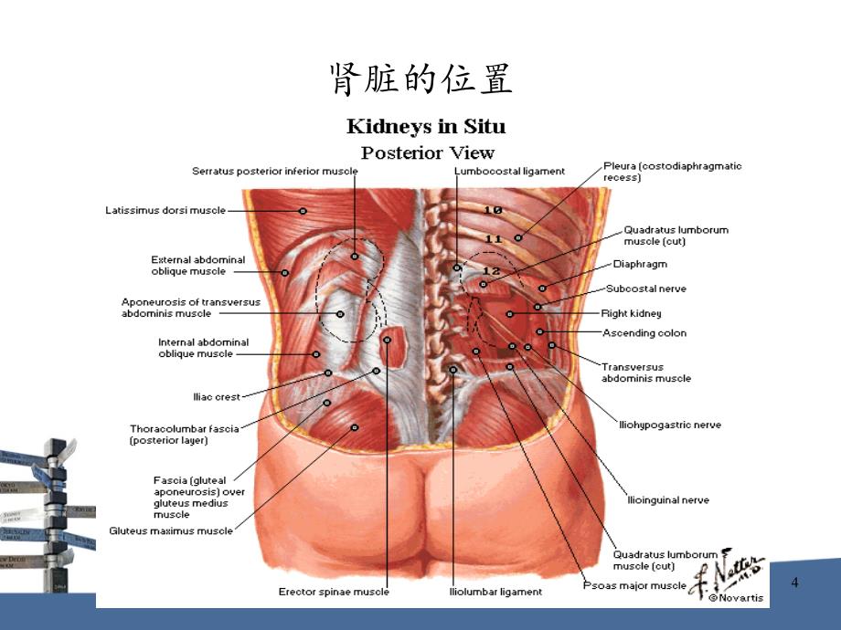 肾脏病概述ppt课件_第4页