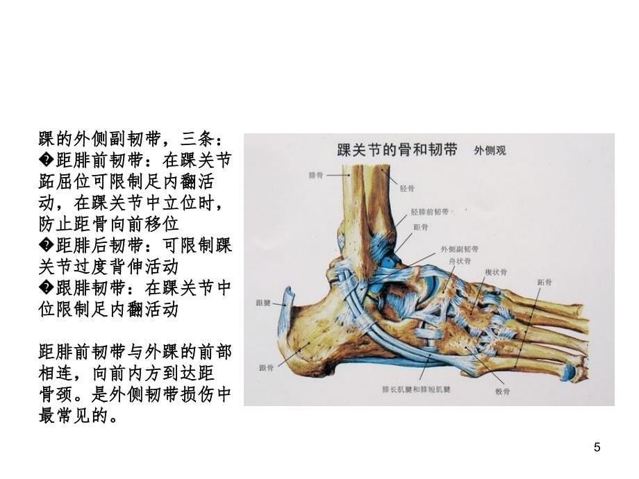 踝关节扭伤SprainedanklePPT精选文档_第5页