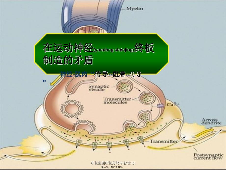 肌松监测肌松药规范(徐世元)课件_第3页