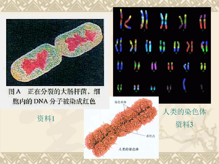 3.4基因是有遗传效应的DNA片段课件高亨波_第3页