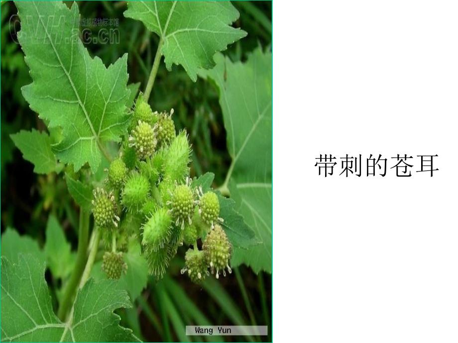 植物妈妈有办法 (3)_第4页