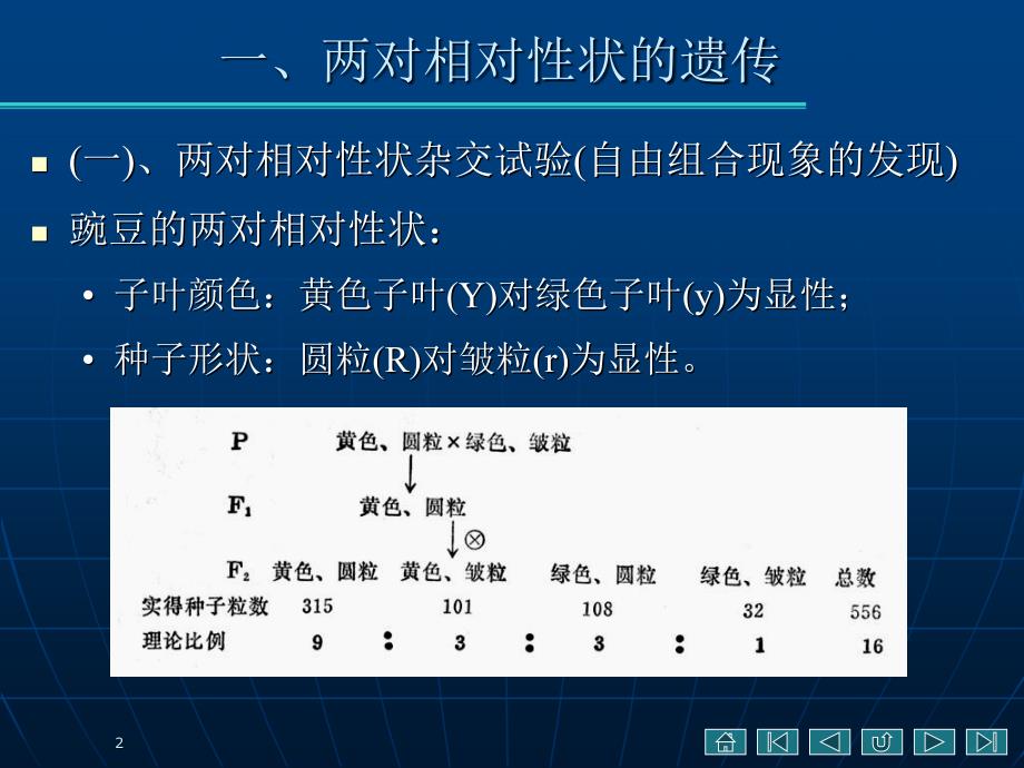 孟德尔独立分配课件_第2页