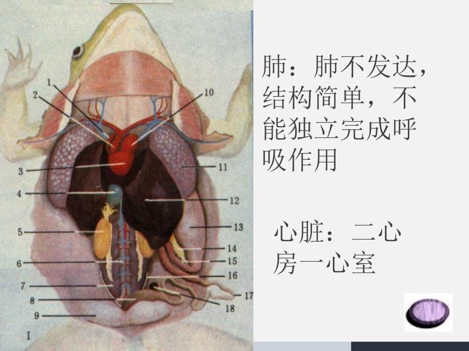 人教版八年级生物上册教学参考课件：第5单元第1章-第5节-《两栖动物和爬行动物》_第4页