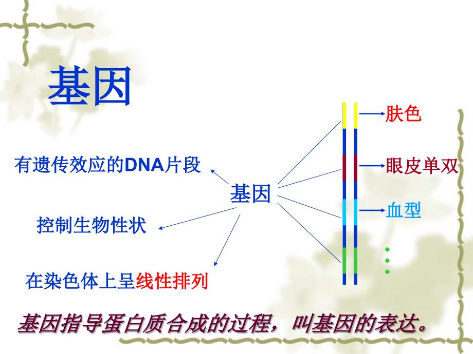 高中生物浙科版必修二第三章第四节遗传信息的表达——RNA和蛋白质的合成_第2页