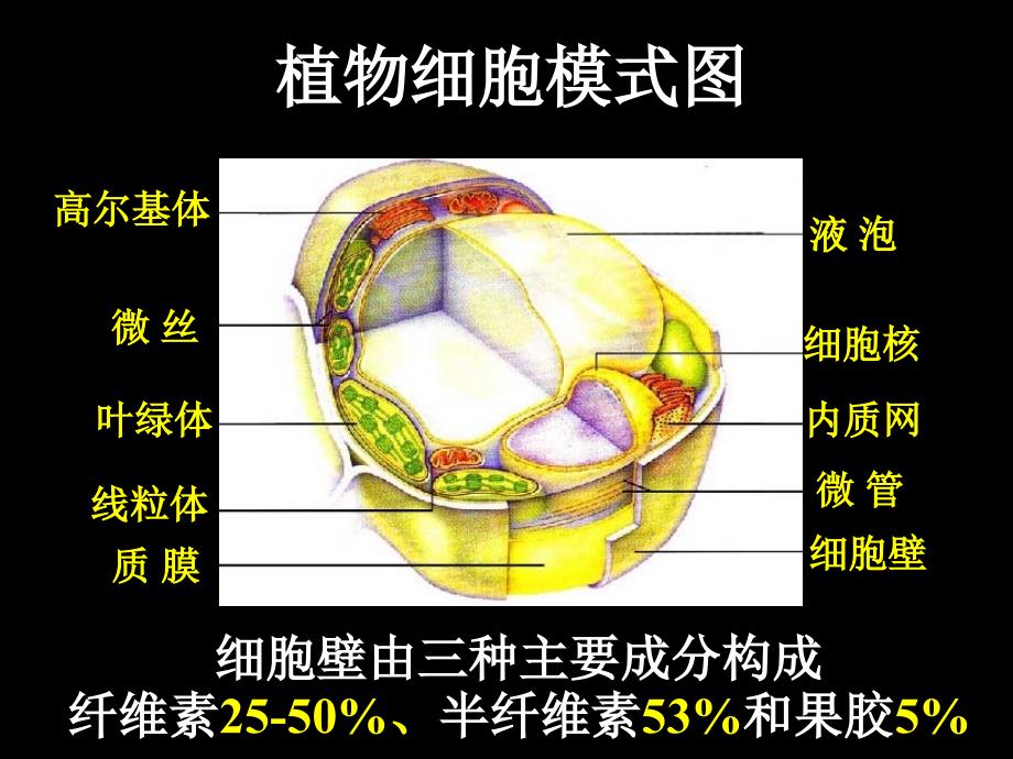 植物原生质体融合技术PPT优秀课件_第2页