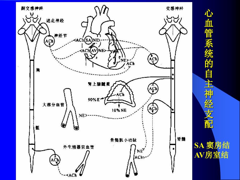 最新第三节心血管活动的调节PPT文档_第1页