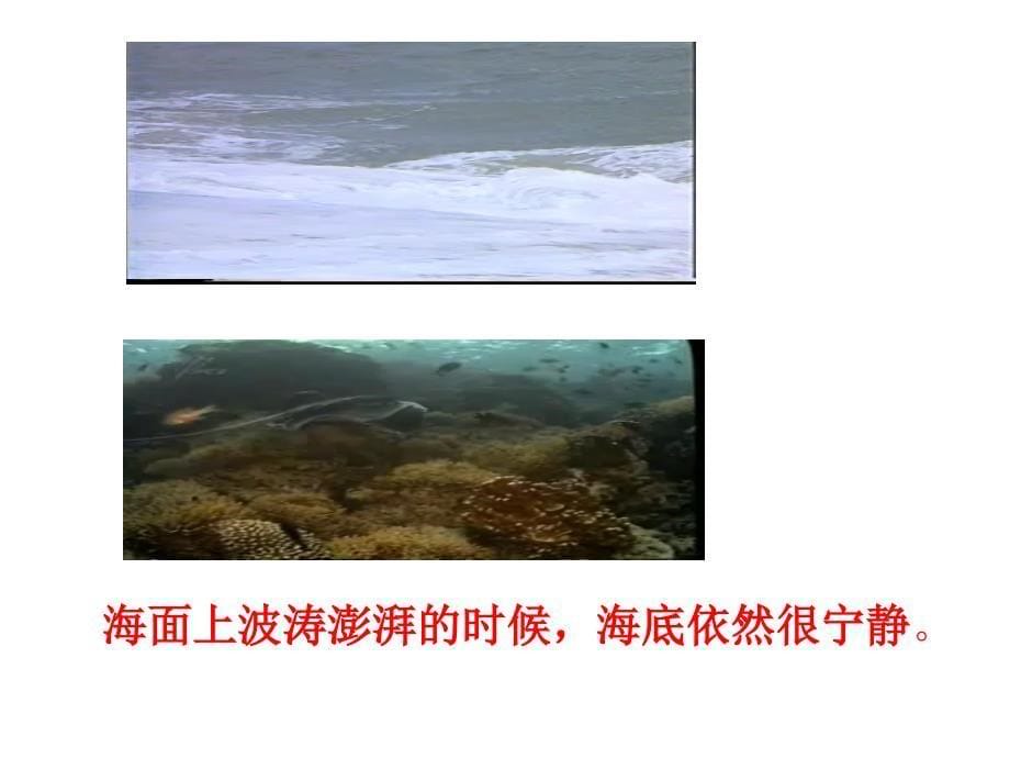 海底世界.ppt_第5页