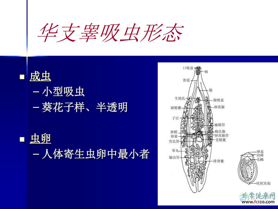 肝吸虫、姜吸虫及肝片吸虫PPT课件_第2页