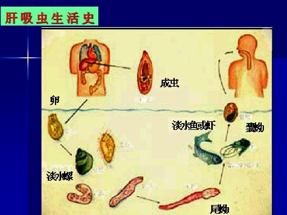 肝吸虫、姜吸虫及肝片吸虫PPT课件_第5页