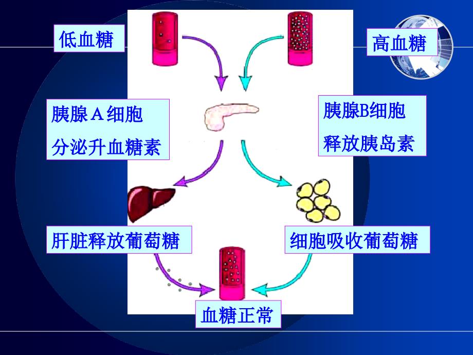 糖尿病及并发症的护理.ppt_第3页