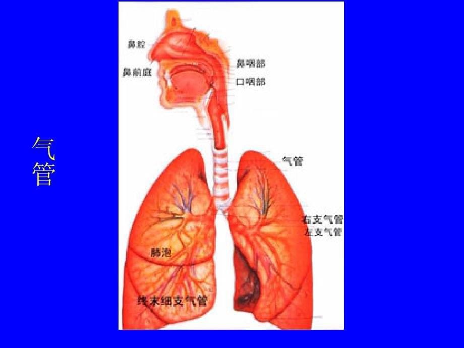 肺部正常和X线异常表现_第5页