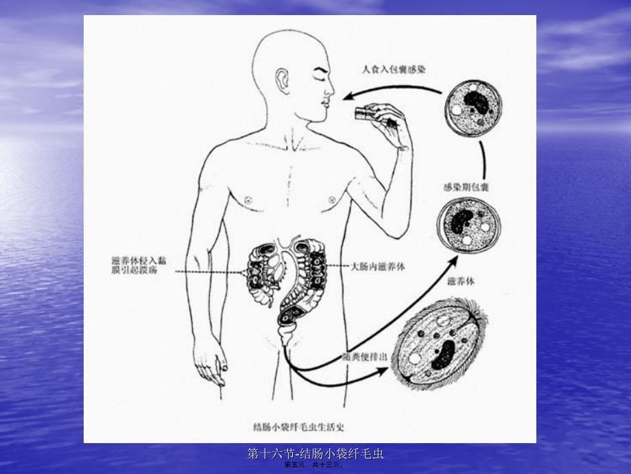 第十六节结肠小袋纤毛虫课件_第5页