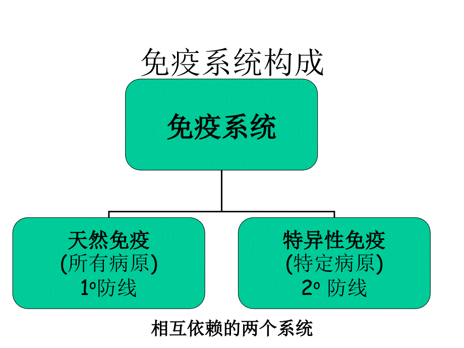 适应性免疫应答ppt课件_第3页