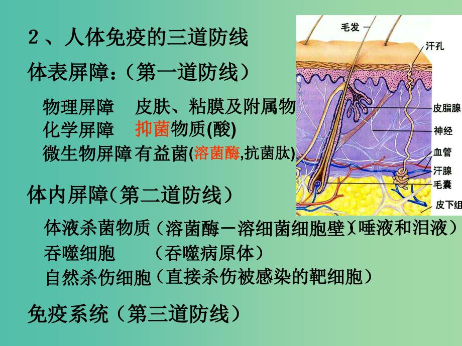 高中生物 2.4 免疫调节课件 新人教版必修3..ppt_第4页