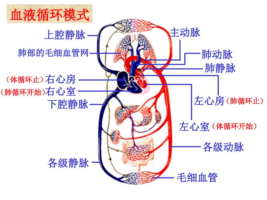 初中一年级生物下册第四单元　第四章人体内物质的运输第三节输送血液的泵──心脏第二课时课件_第4页