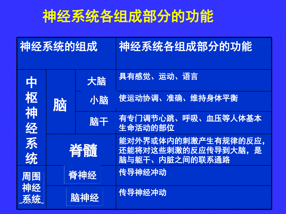 中枢神经系统(系统解剖学)课件_第3页