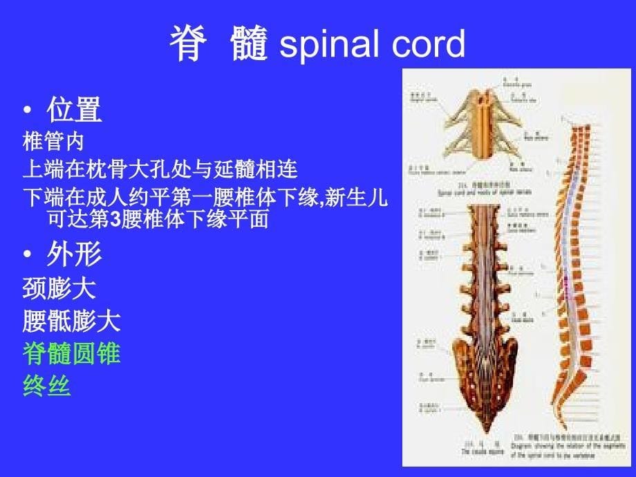 中枢神经系统(系统解剖学)课件_第5页