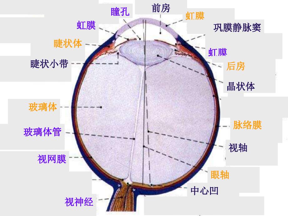 眼外伤的护理PPT课件.ppt_第4页