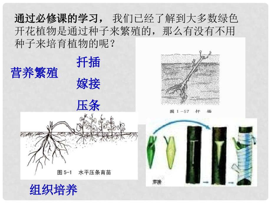 高中生物 专题3课题1菊花的组织培养课件3 新人教版选修1_第1页