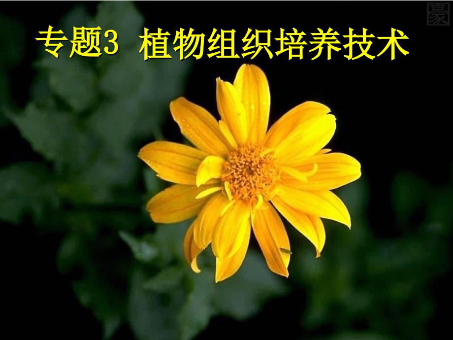 高中生物 专题3课题1菊花的组织培养课件3 新人教版选修1_第2页