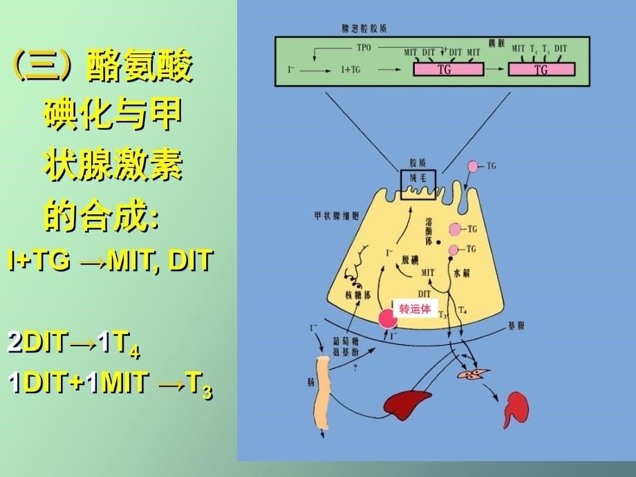 甲状腺的内分泌_第5页