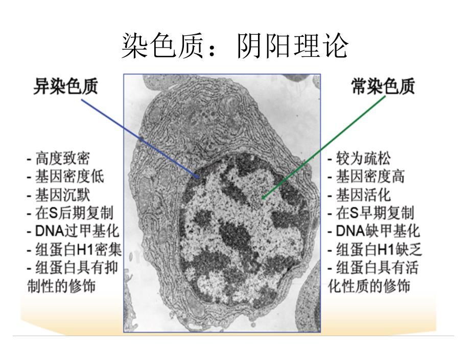 《染色质重塑》PPT课件.ppt_第4页