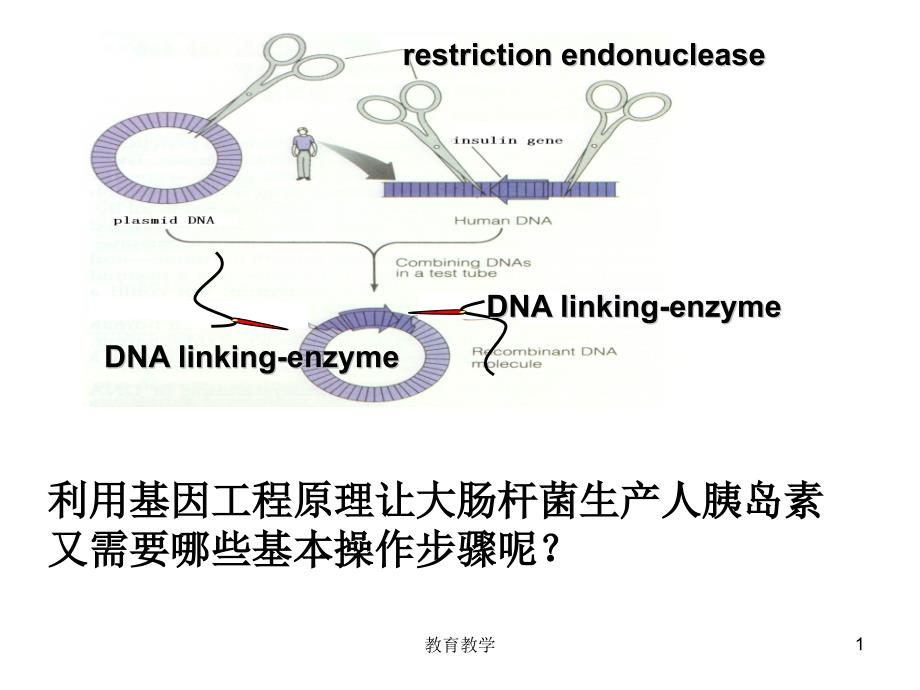 基因工程的原理和技术高教课堂_第1页