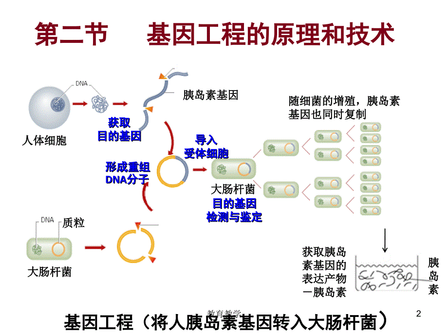 基因工程的原理和技术高教课堂_第2页