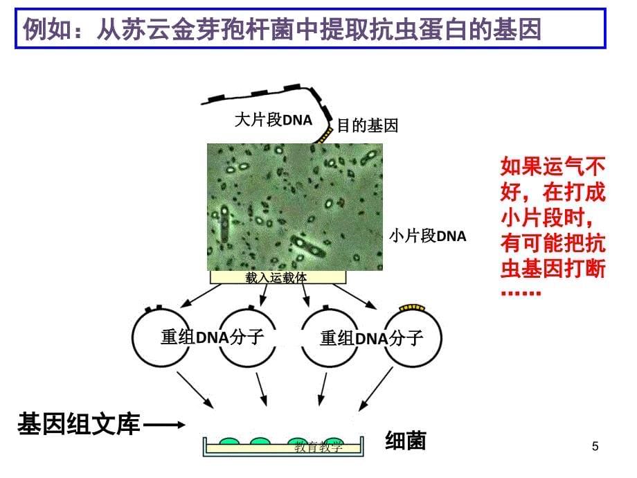 基因工程的原理和技术高教课堂_第5页