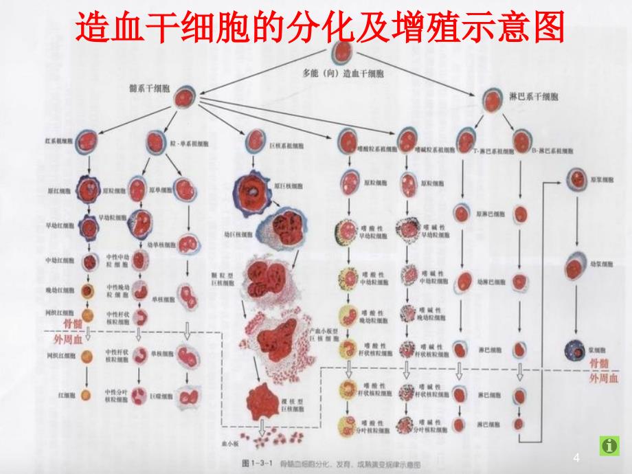 最新最新[诊断学] 临床血液学检测 血液一般检测课件_第4页