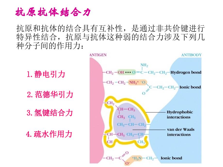 医学免疫学课件：免疫学实验二_第4页