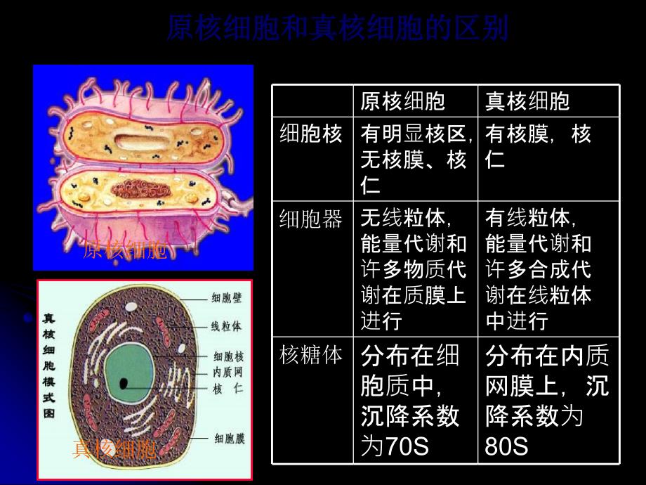 微生物的形态和构造2_第2页