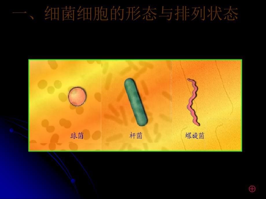 微生物的形态和构造2_第5页