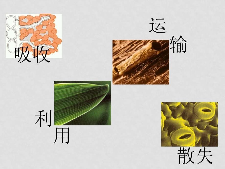 高三生物：植物对水分的吸收复习课件_第5页