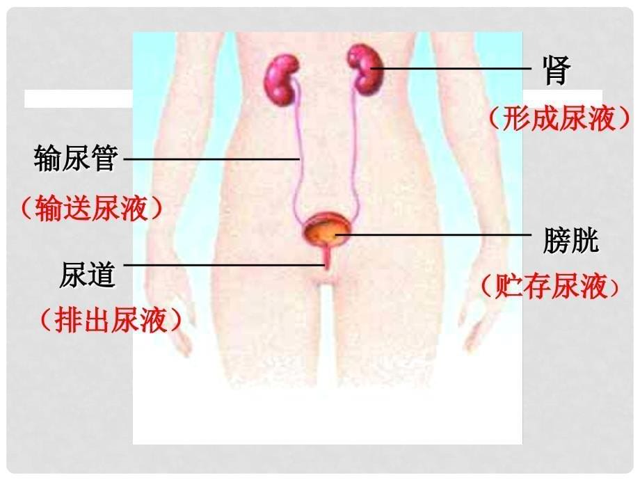 云南省西盟佤族自治县第一中学七年级生物下册《1.1.1 人体泌尿系统的组成》课件（2） 苏教版_第5页