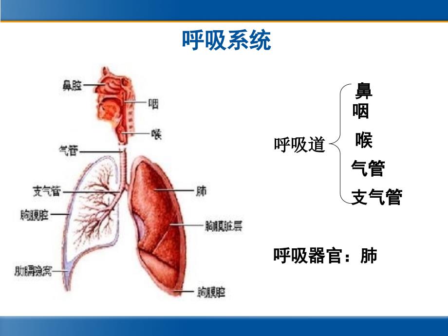 急性上、下呼吸道感染的治疗_第2页