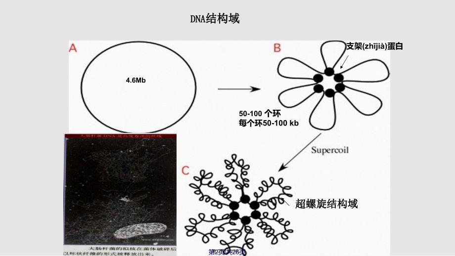 DD染色体结构实用教案_第2页