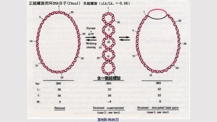 DD染色体结构实用教案_第5页