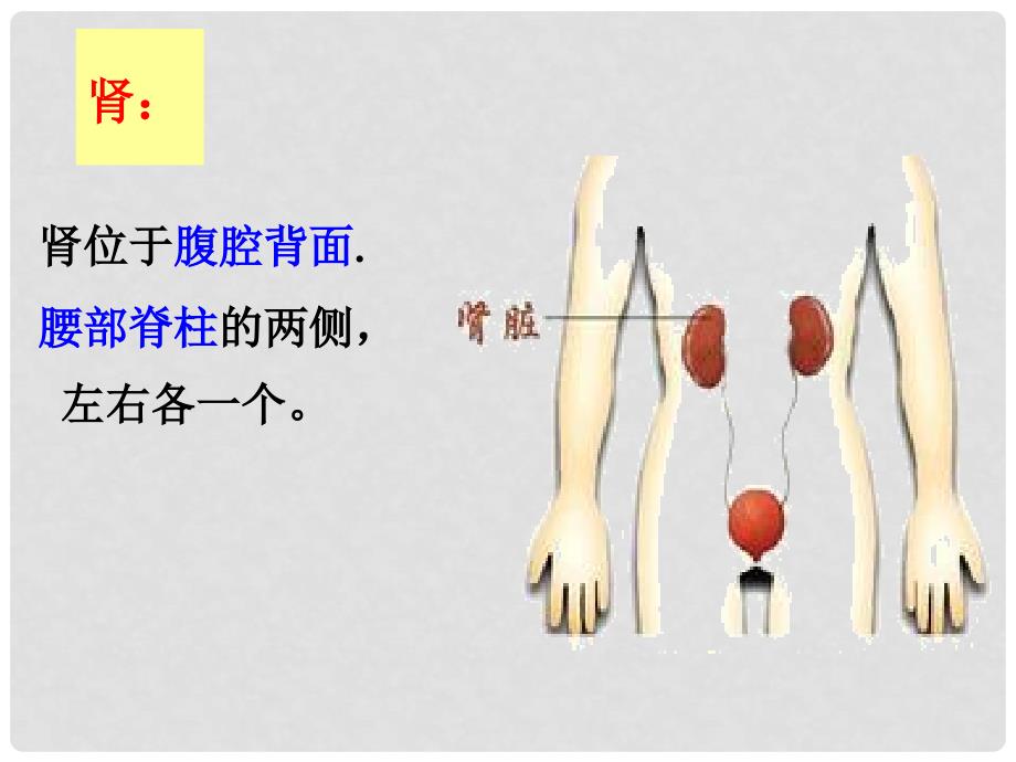 七年级生物下册 第一节 尿液的形成和排出课件 济南版_第4页