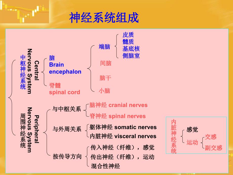 系统解剖学课件：端脑_第2页