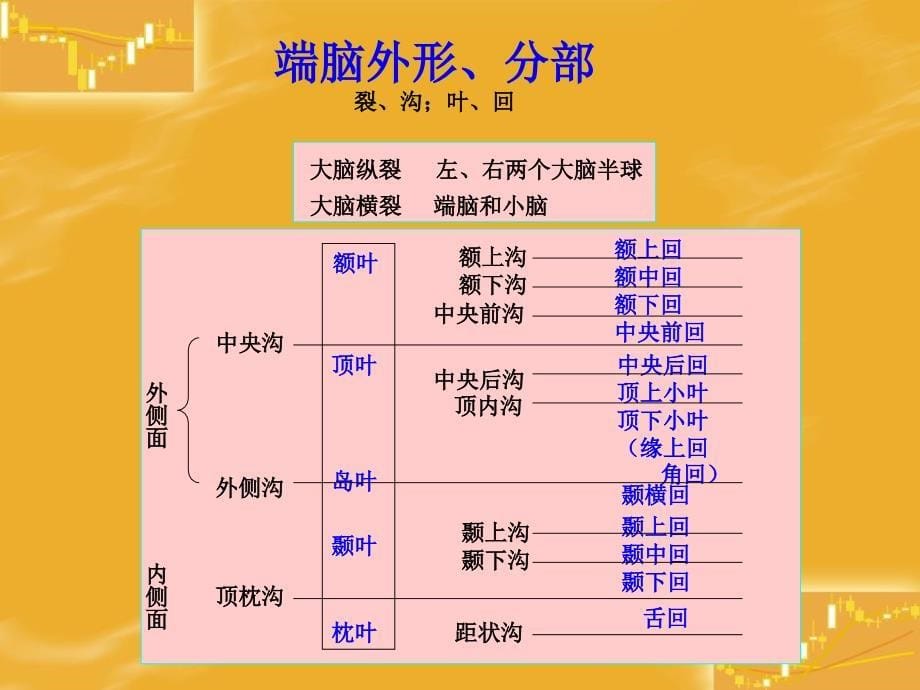 系统解剖学课件：端脑_第5页